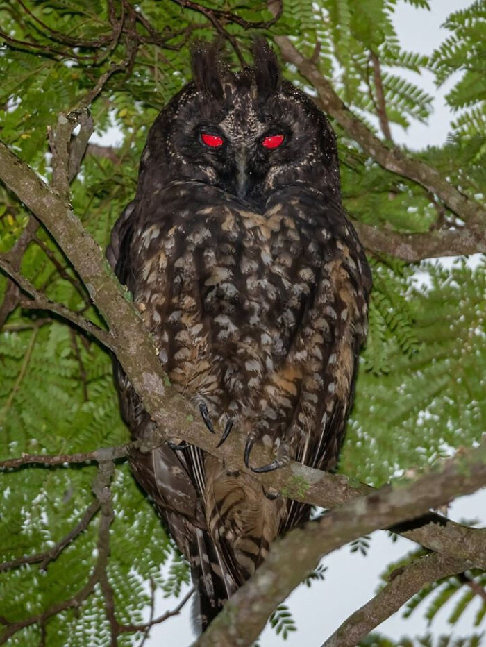 Stygian Owl’s Red Eyes: The Devilish Glow That Won’t Quit