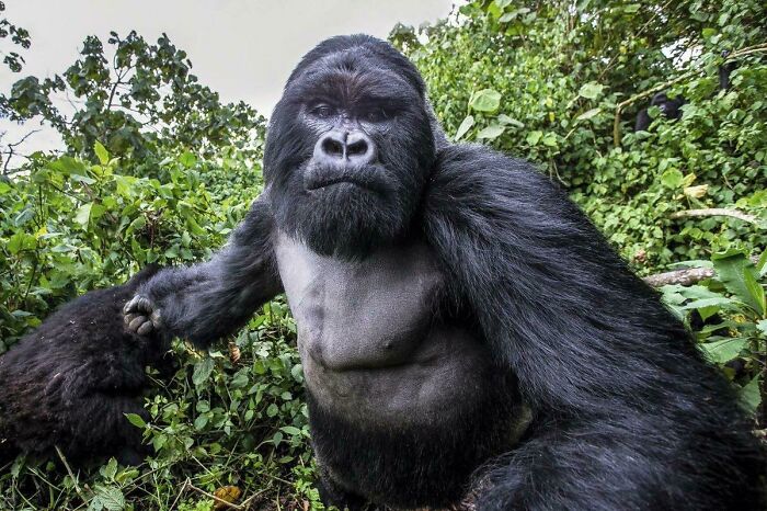 Mountain Gorilla Pictured Right Before A Punch—Yikes