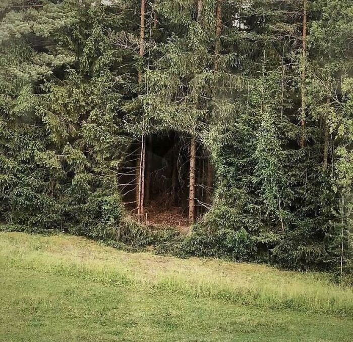 ’Let’s Go Play In The Forest Hole’—NOPE