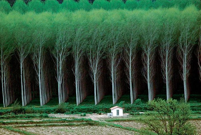Perfect Forest? Or Perfectly Unnerving Forest?