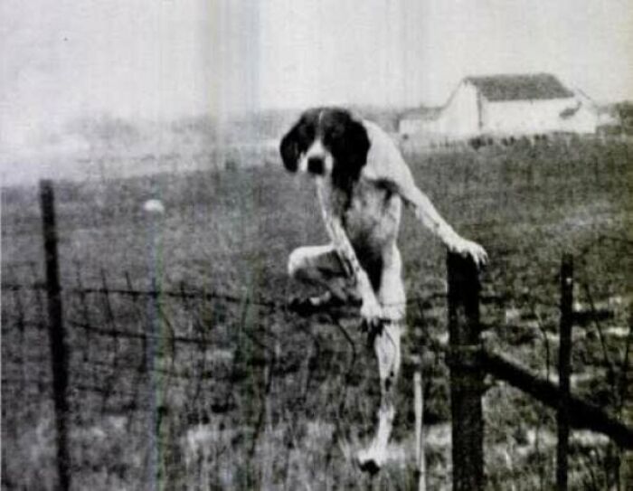 Vintage Dog Climbing Fence Pic Looking Like A Heist Scene