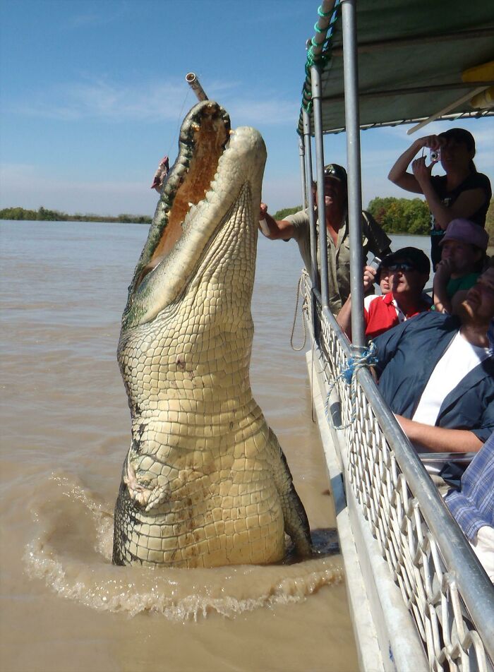 Croc Jumping Out Of The Water, Going Full Action Hero