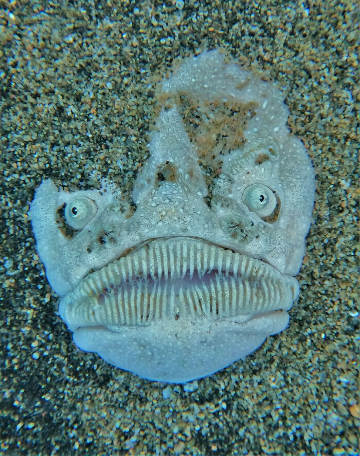 Pacific Stargazer Fish Playing Hide And Seek In The Sand