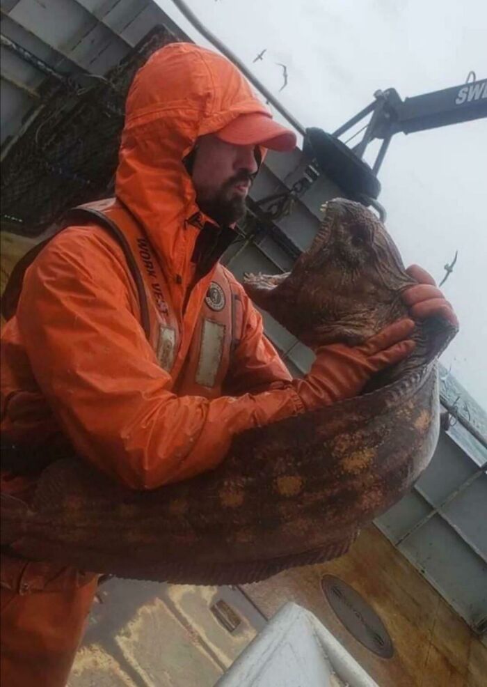 Wolf Eel On Fishing Ship: The Ocean’s Weirdo Visitor