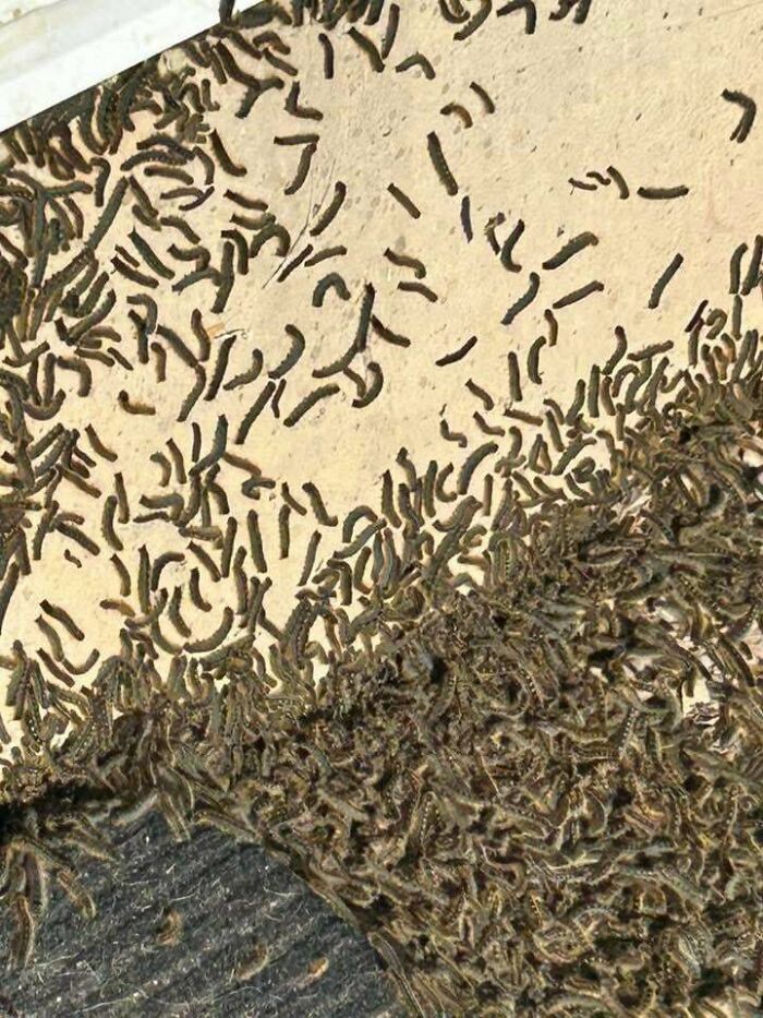 Tent Moth Caterpillars Holding One Family Hostage—Spooky Scene
