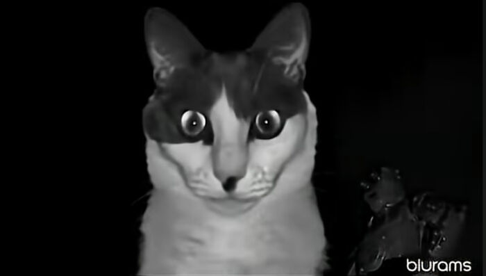 Pet Cat Caught On Camera At Night Doing Something Fishy