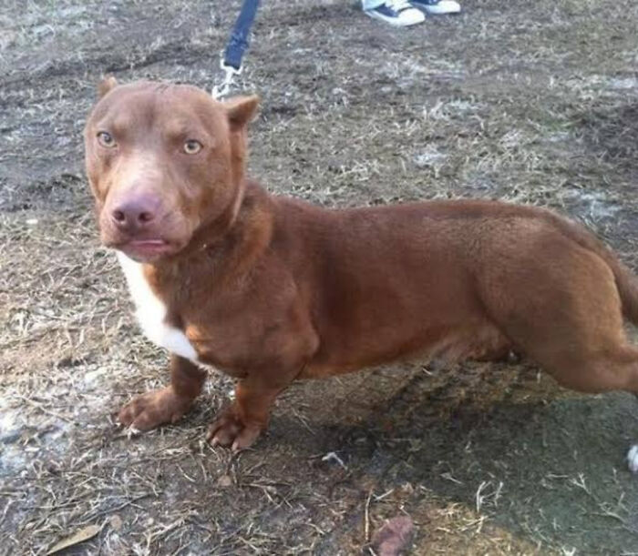 Pitbull X Dachshund Combo: The Oddest Puppy Mix Ever