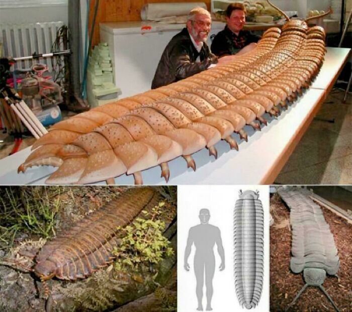 Arthropleura: The Mega Bug From The Past That Makes Spiders Look Tiny
