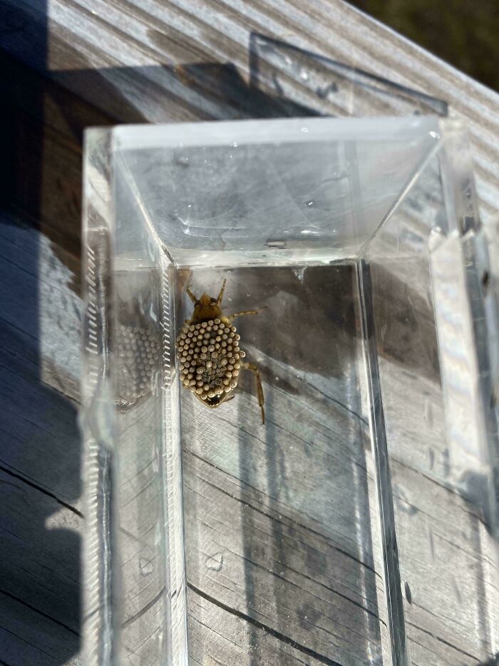 Giant Water Bug Found Near Virginia Beach: The Big Bug Energy