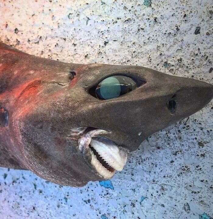 Aussie Fisherman Catches A Fish That’s Basically An Alien