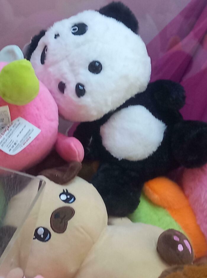 Panda Plushie with Two... Faces?