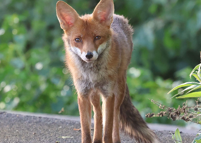 Wait, They Really Saw That?! 47 Wild Things People Accidentally Witnessed