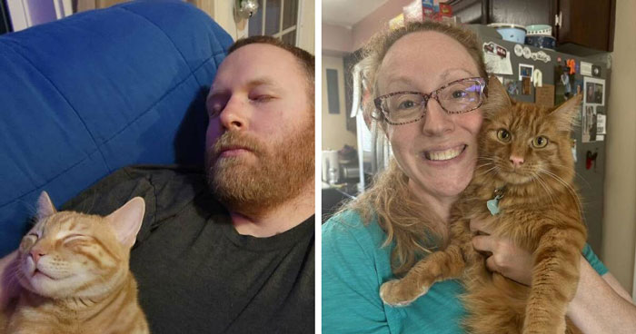 Wait, They Actually Look Like Each Other?! Orange Cats and Their Owners Being Twins