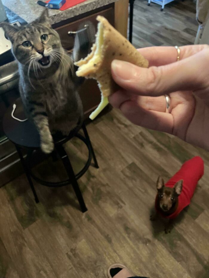 Vegan Cheese And Tofurky: The Snack That Somehow Works