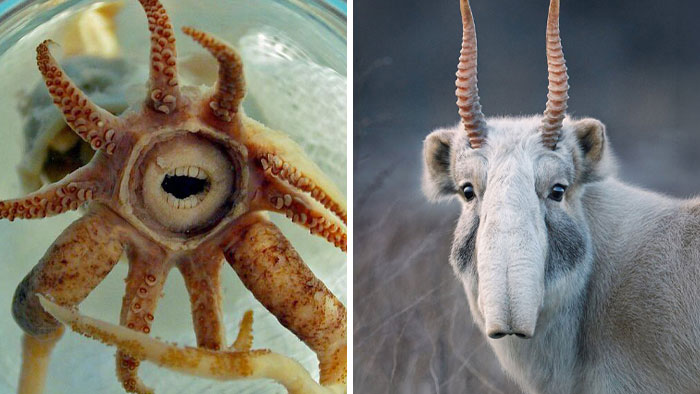 Wait Till You See These Crazy Creatures You’ve Never Heard Of!