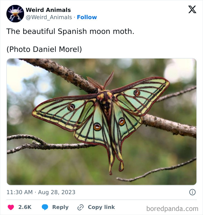 Wait Till You See These Crazy Creatures You've Never Heard Of!