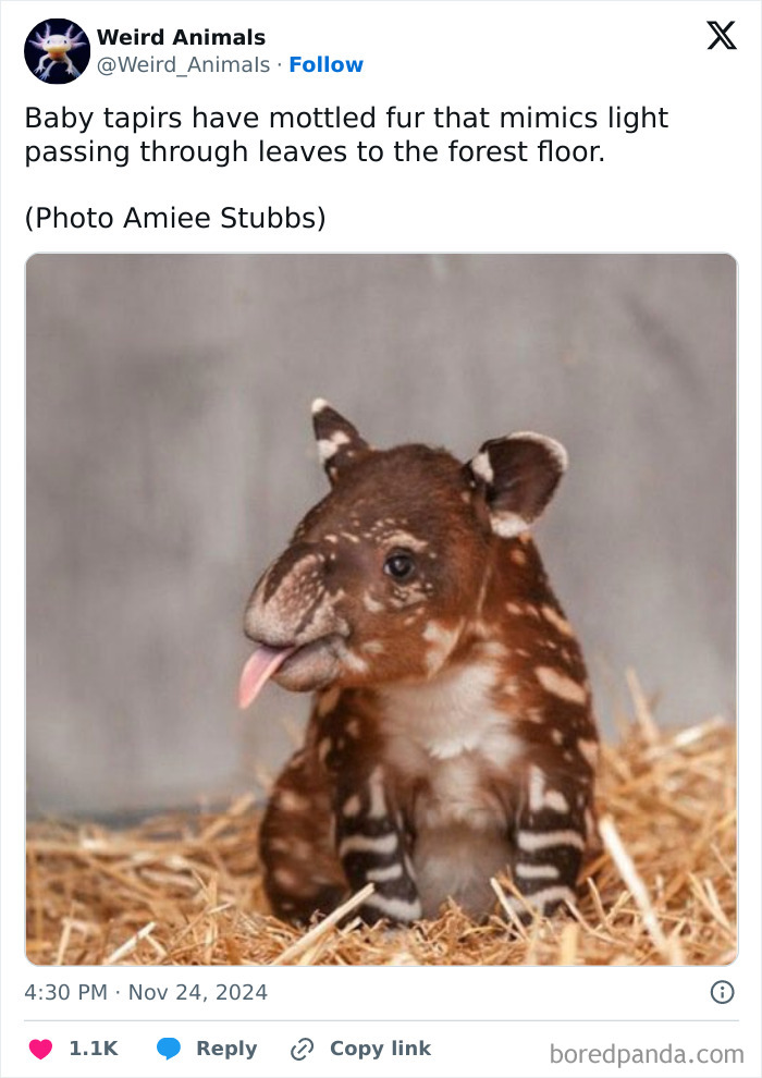 Wait Till You See These Crazy Creatures You've Never Heard Of!