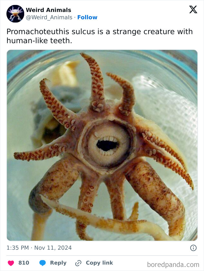 Wait Till You See These Crazy Creatures You've Never Heard Of!