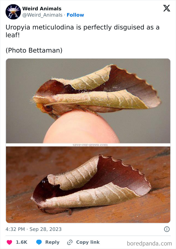 Wait Till You See These Crazy Creatures You've Never Heard Of!