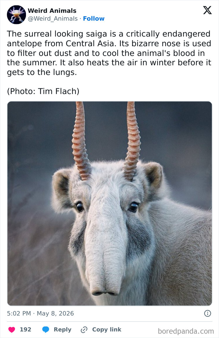 Wait Till You See These Crazy Creatures You've Never Heard Of!