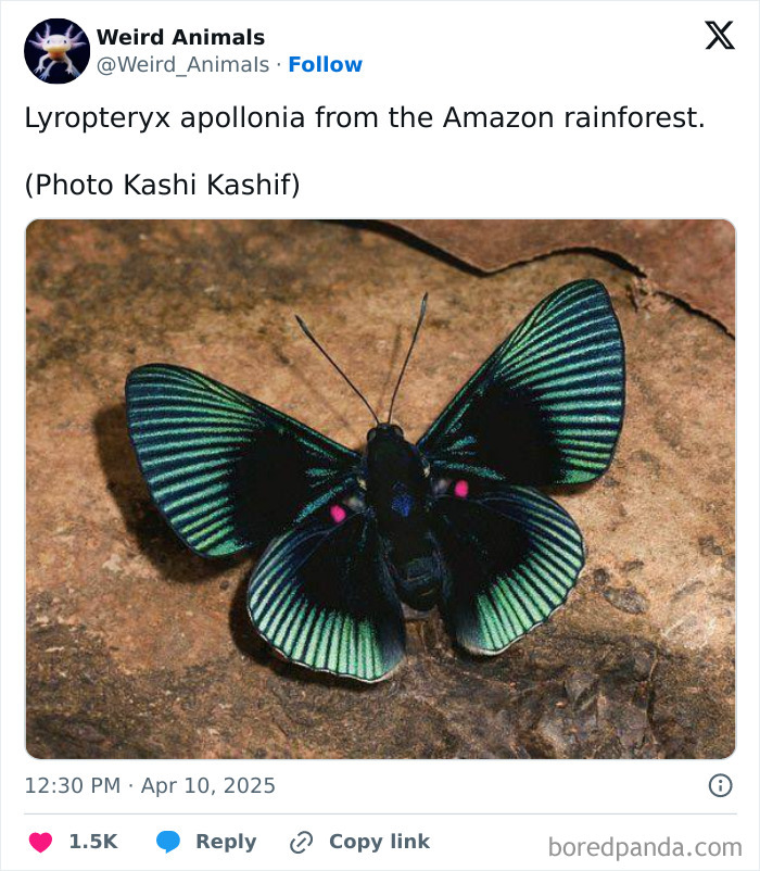 Wait Till You See These Crazy Creatures You've Never Heard Of!