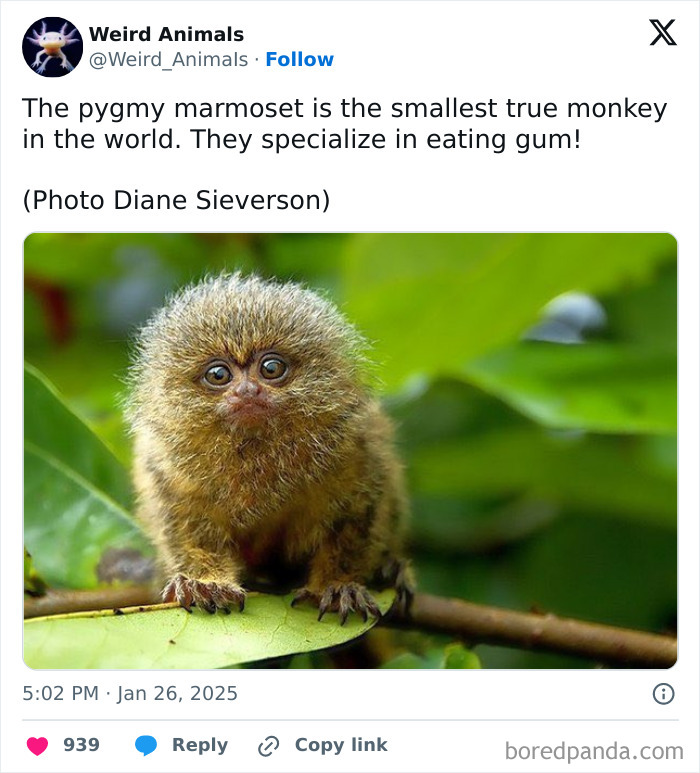 Wait Till You See These Crazy Creatures You've Never Heard Of!
