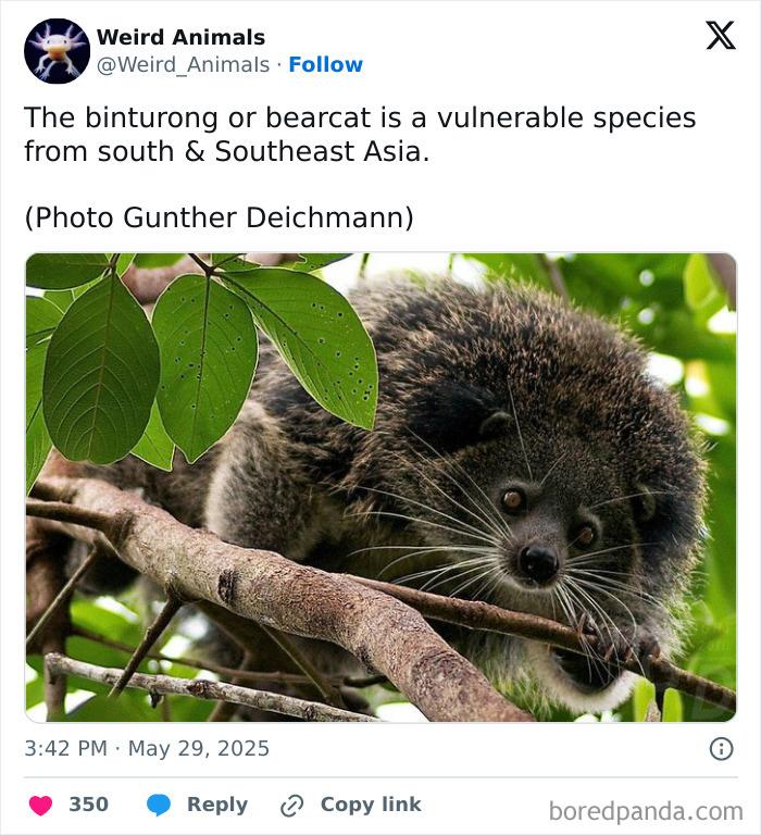 Wait Till You See These Crazy Creatures You've Never Heard Of!