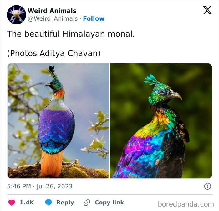 Wait Till You See These Crazy Creatures You've Never Heard Of!