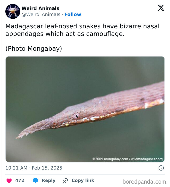 Wait Till You See These Crazy Creatures You've Never Heard Of!