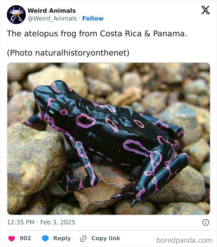 Wait Till You See These Crazy Creatures You've Never Heard Of!