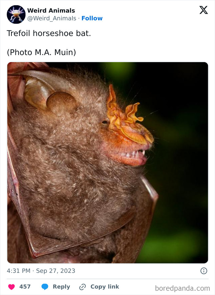 Wait Till You See These Crazy Creatures You've Never Heard Of!