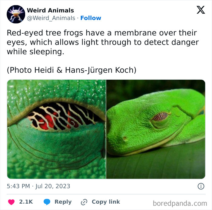 Wait Till You See These Crazy Creatures You've Never Heard Of!