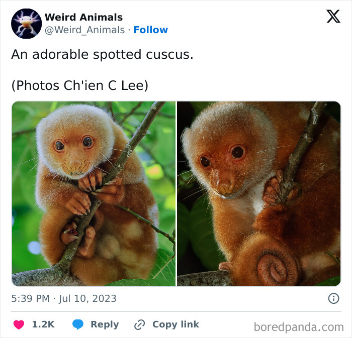 Wait Till You See These Crazy Creatures You've Never Heard Of!