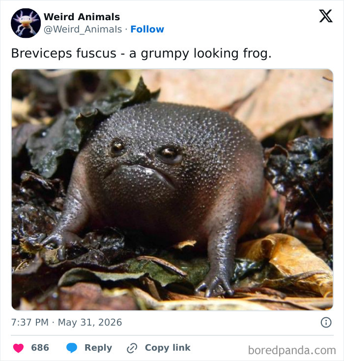 Wait Till You See These Crazy Creatures You've Never Heard Of!