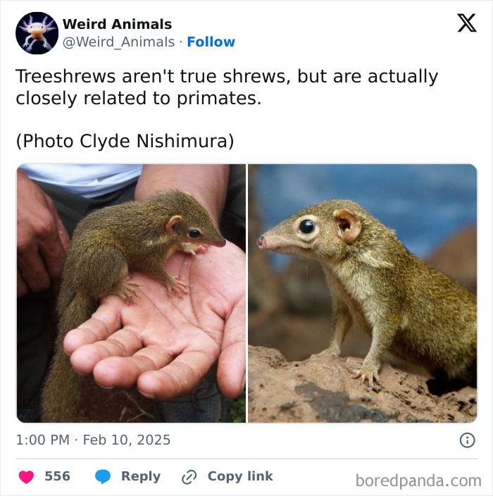 Wait Till You See These Crazy Creatures You've Never Heard Of!