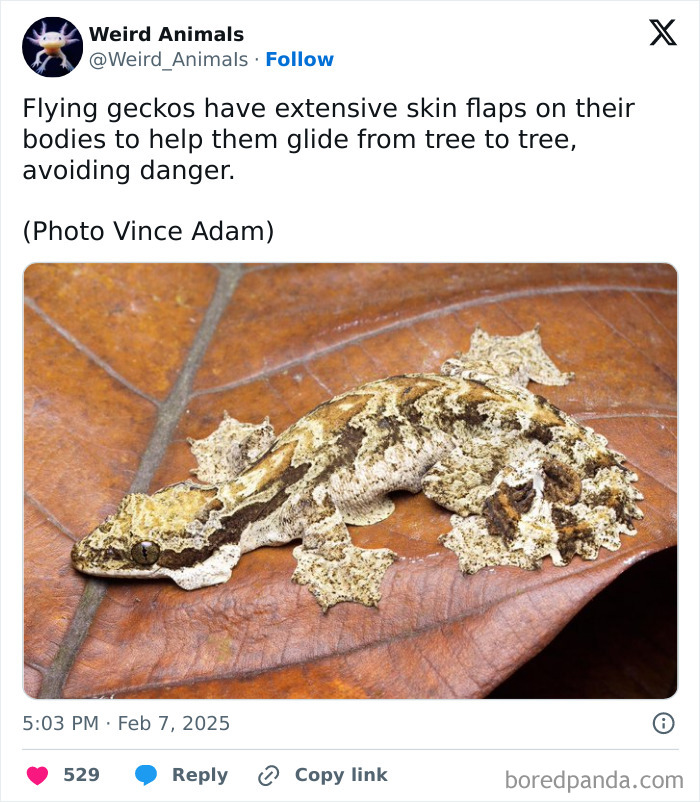 Wait Till You See These Crazy Creatures You've Never Heard Of!