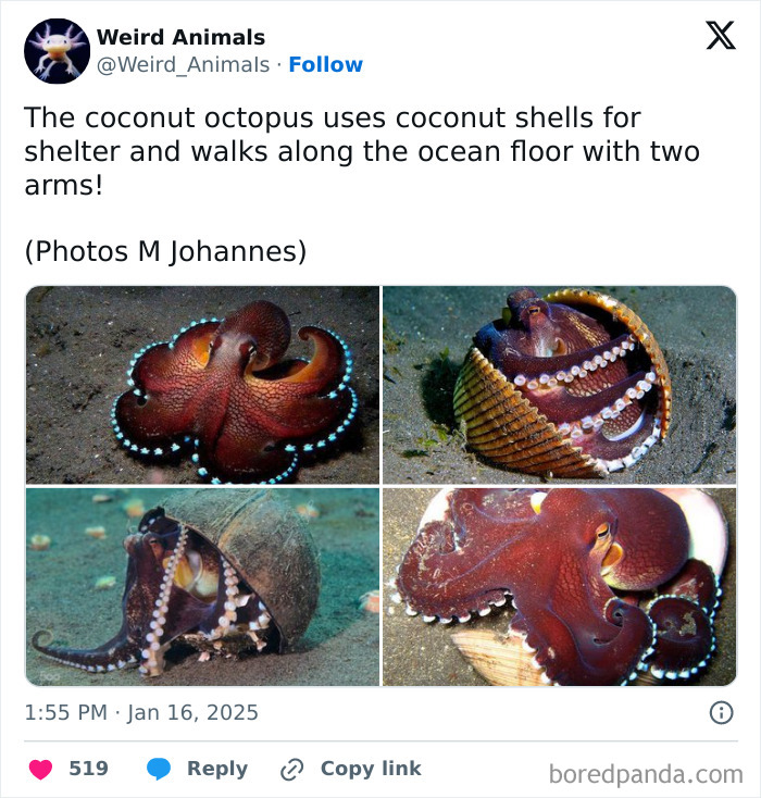 Wait Till You See These Crazy Creatures You've Never Heard Of!