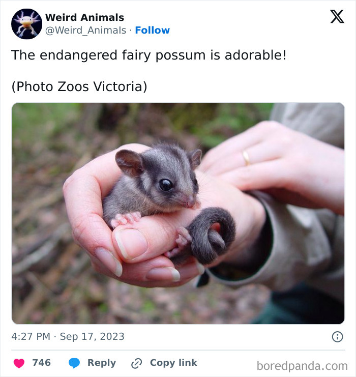 Wait Till You See These Crazy Creatures You've Never Heard Of!