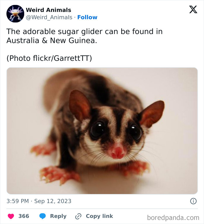 Wait Till You See These Crazy Creatures You've Never Heard Of!
