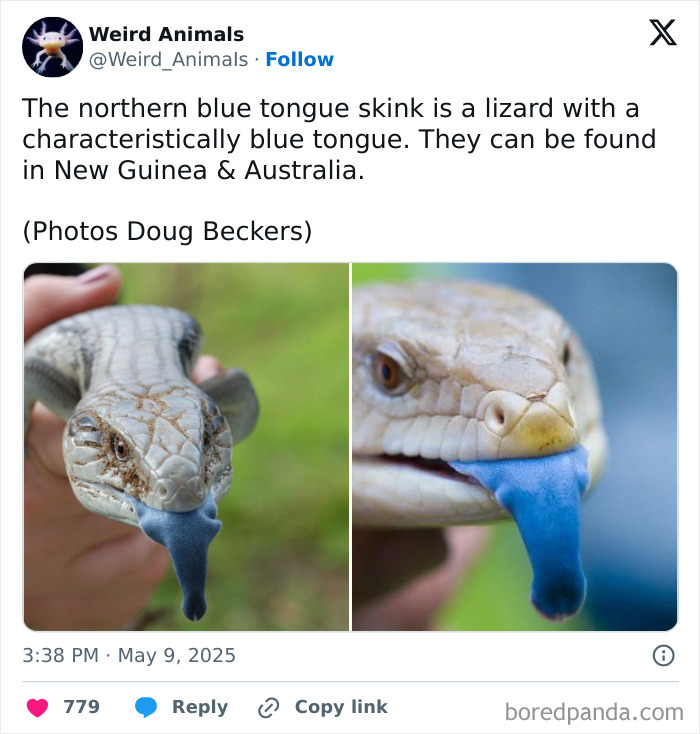 Wait Till You See These Crazy Creatures You've Never Heard Of!