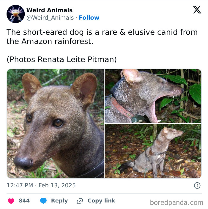 Wait Till You See These Crazy Creatures You've Never Heard Of!