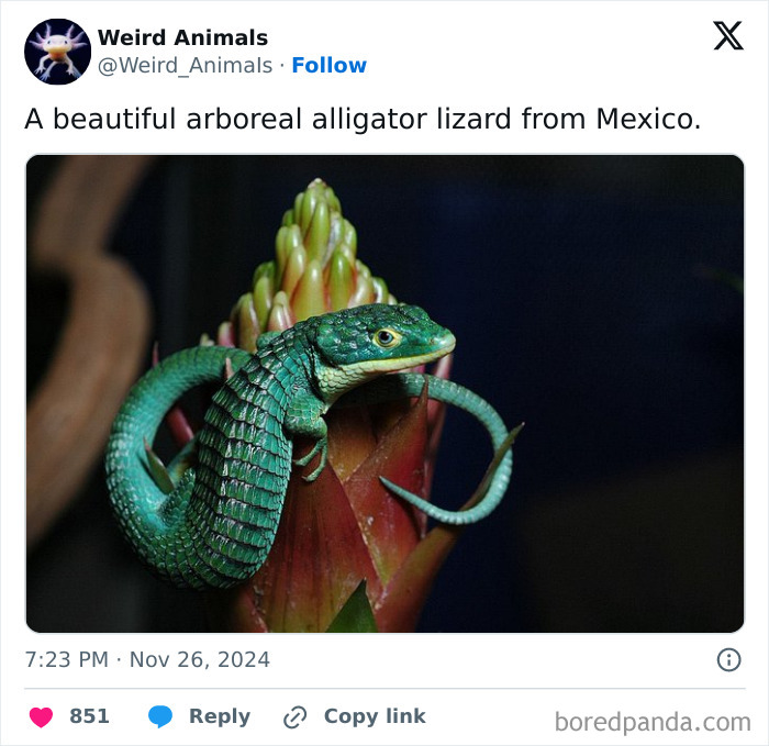 Wait Till You See These Crazy Creatures You've Never Heard Of!
