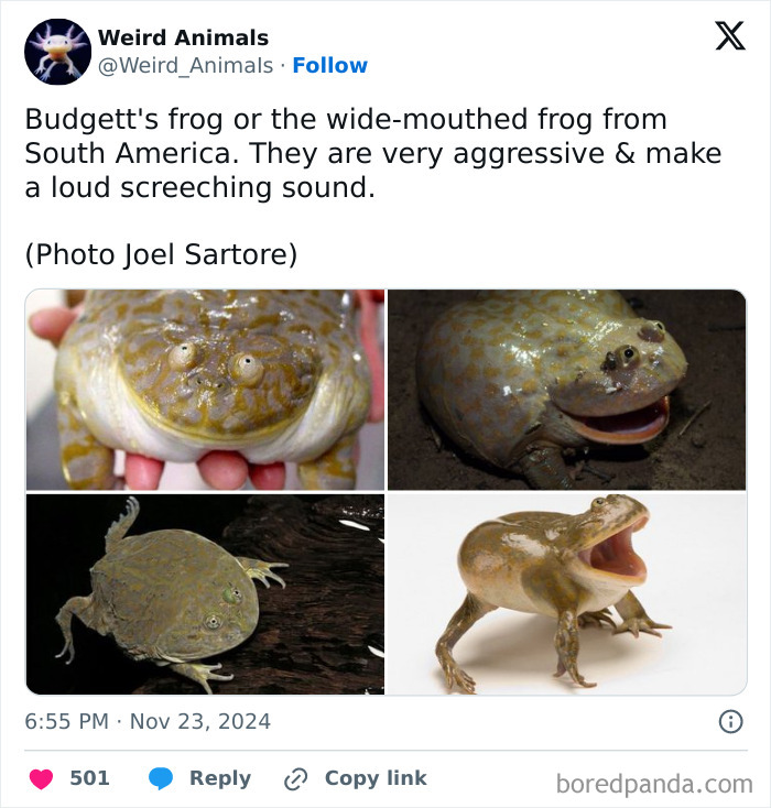 Wait Till You See These Crazy Creatures You've Never Heard Of!