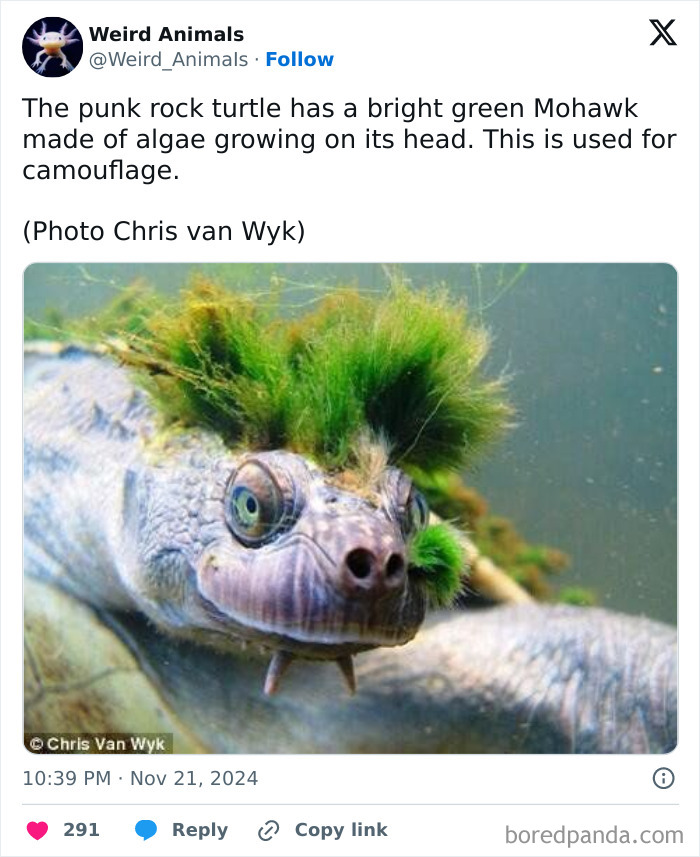 Wait Till You See These Crazy Creatures You've Never Heard Of!