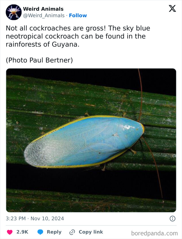 Wait Till You See These Crazy Creatures You've Never Heard Of!