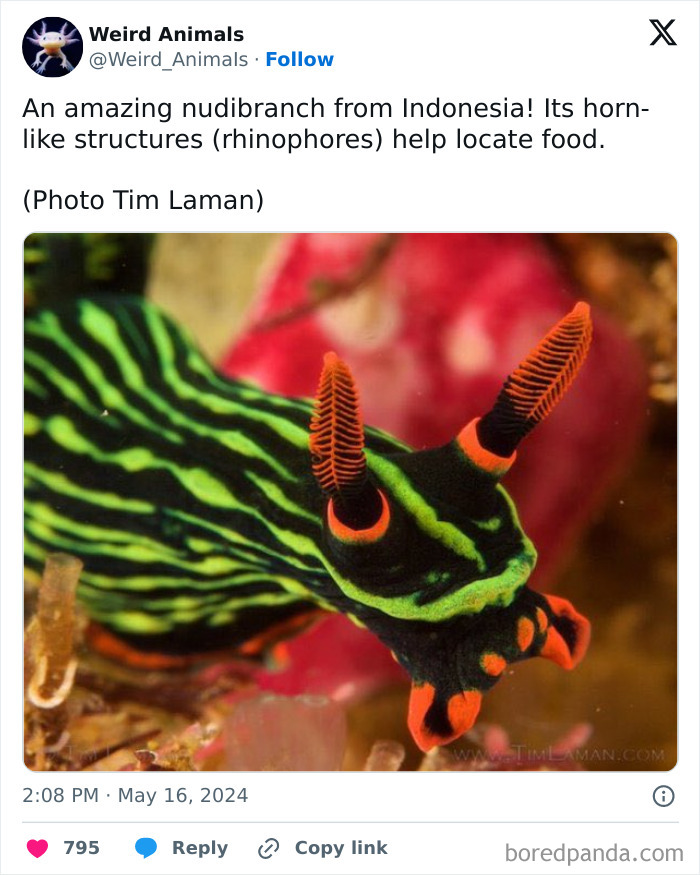 Wait Till You See These Crazy Creatures You've Never Heard Of!