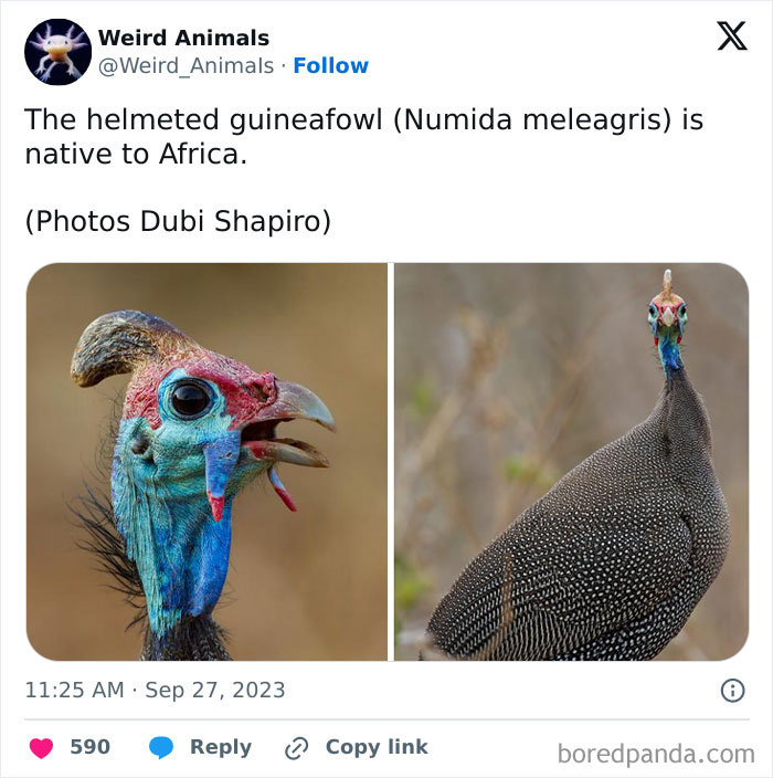 Wait Till You See These Crazy Creatures You've Never Heard Of!
