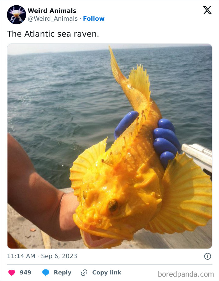 Wait Till You See These Crazy Creatures You've Never Heard Of!