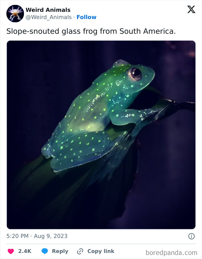 Wait Till You See These Crazy Creatures You've Never Heard Of!