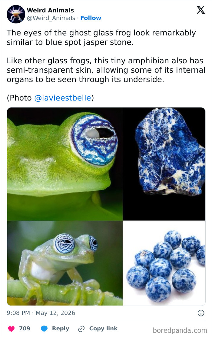 Wait Till You See These Crazy Creatures You've Never Heard Of!